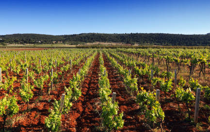 Vignoble dans la région des Pouilles, Italie / ©iStock